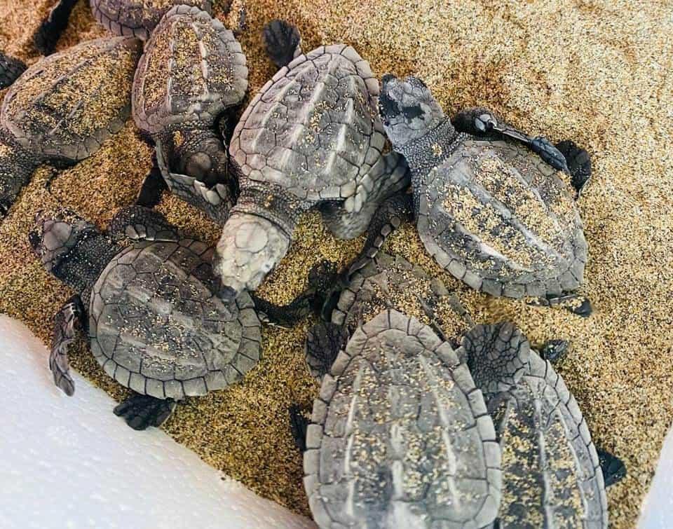 A esta hora liberarán más tortugas este sábado en Agua Dulce