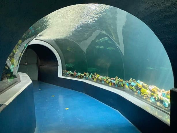 Este es el mes en que podría concluir la remodelación del Acuario de Veracruz