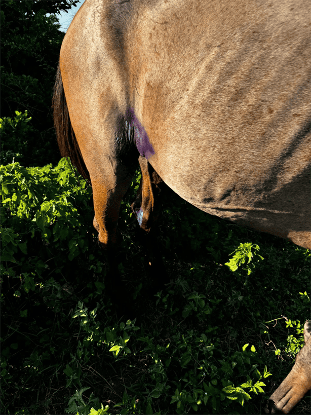 Autoridades de Medellín de Bravo aseguran caballos por maltrato