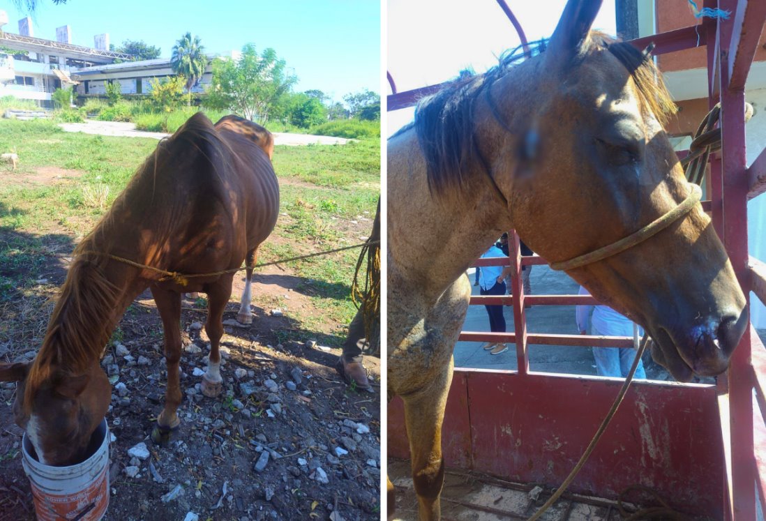 Autoridades de Medellín de Bravo aseguran caballos por maltrato