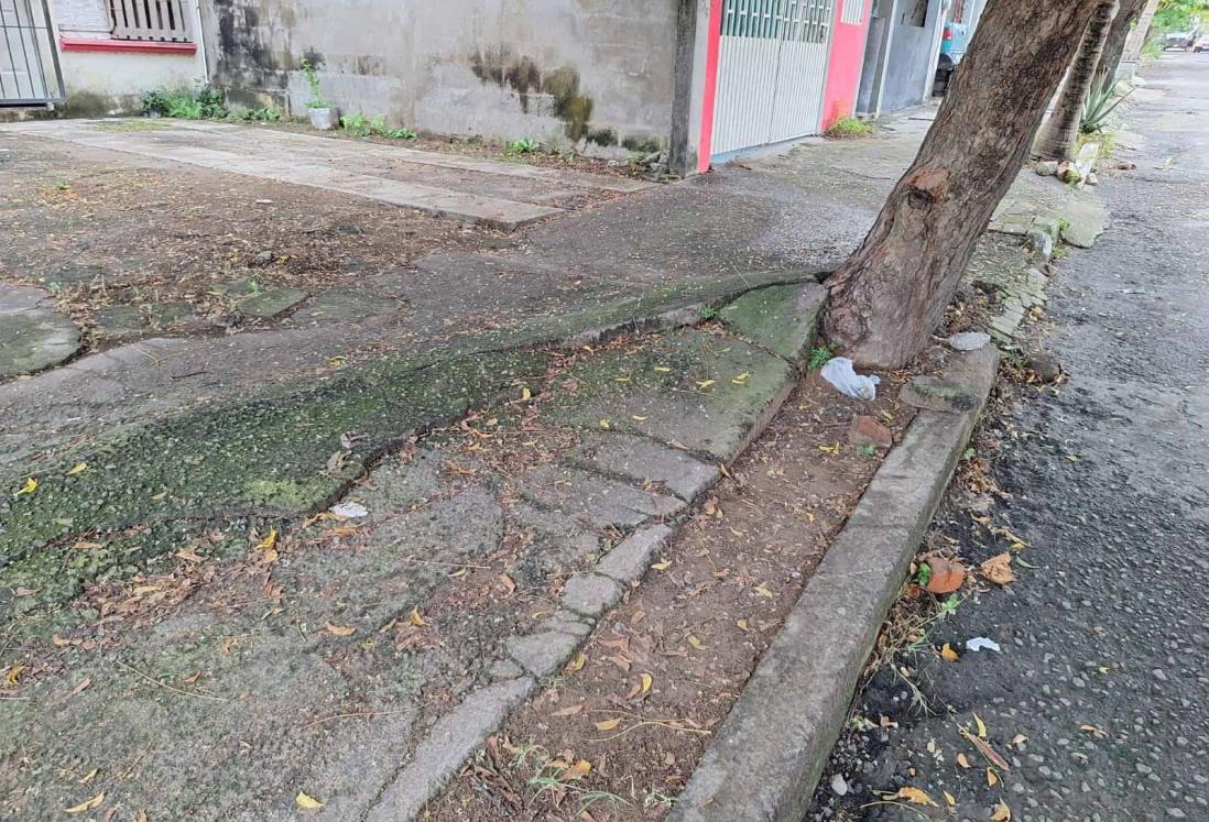 Raíces de árboles quiebran banquetas en Veracruz; vecinos terminan tropezando