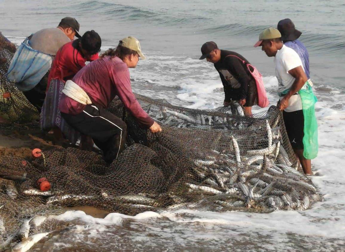 Repunta actividad pesquera en Coatzacoalcos, esto cuesta actualmente el robalo y la cintilla