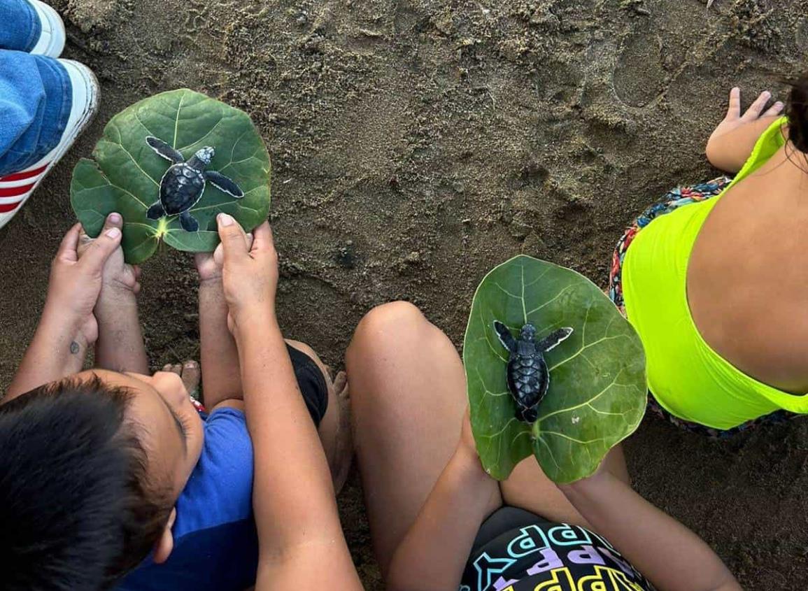 Más tortugas llegan al mar en Agua Dulce; Fundación Caretta promueve su preservación