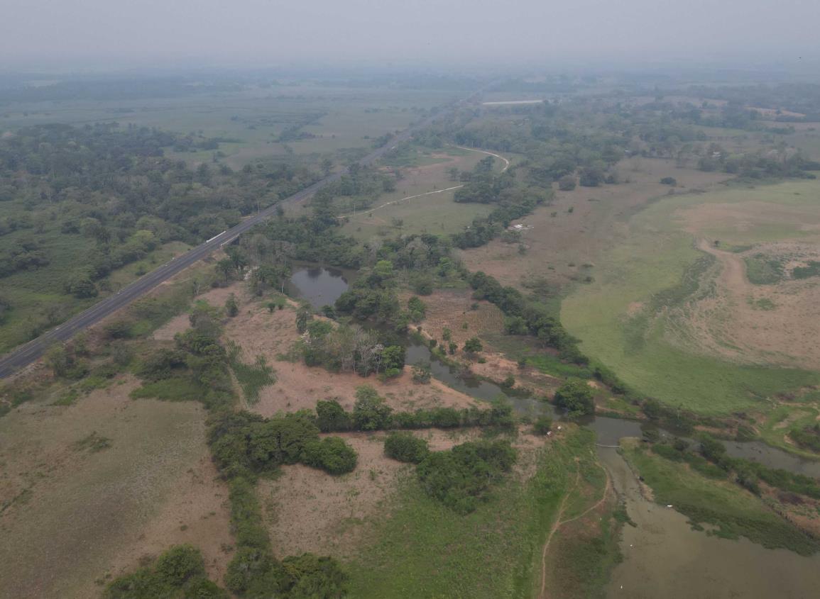 Tala ilegal afecta zona selvática en Las Choapas