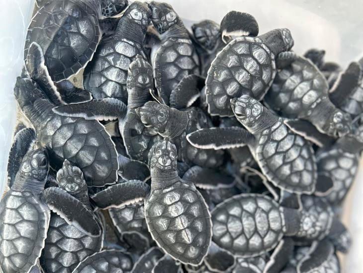 Liberarán tortugas en playa de Coatzacoalcos ¿cuándo y a qué hora?