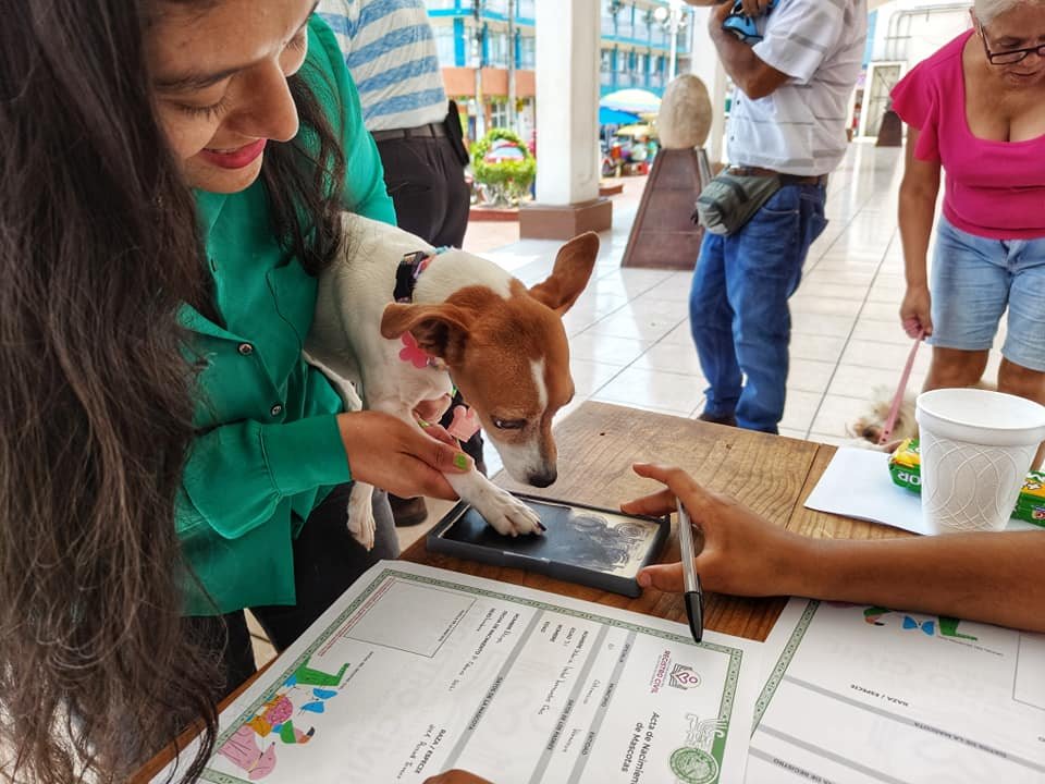 Registro Civil de Veracruz registra hasta 3 mascotas por semana