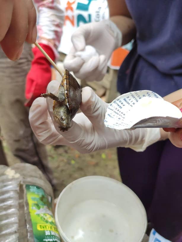 Derrame de hidrocarburo en Papantla causa muerte de animales nativos y de compañía