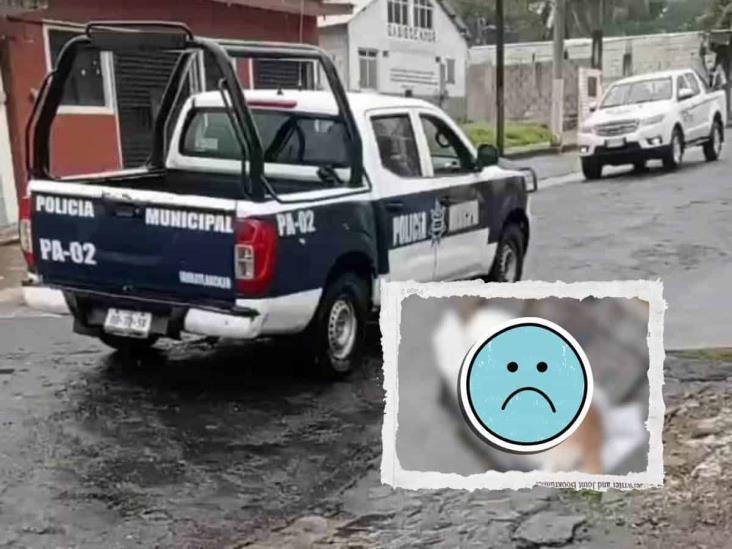 Acusan a policías de Ixhuatlancillo de arrollar y asesinar a un perrito