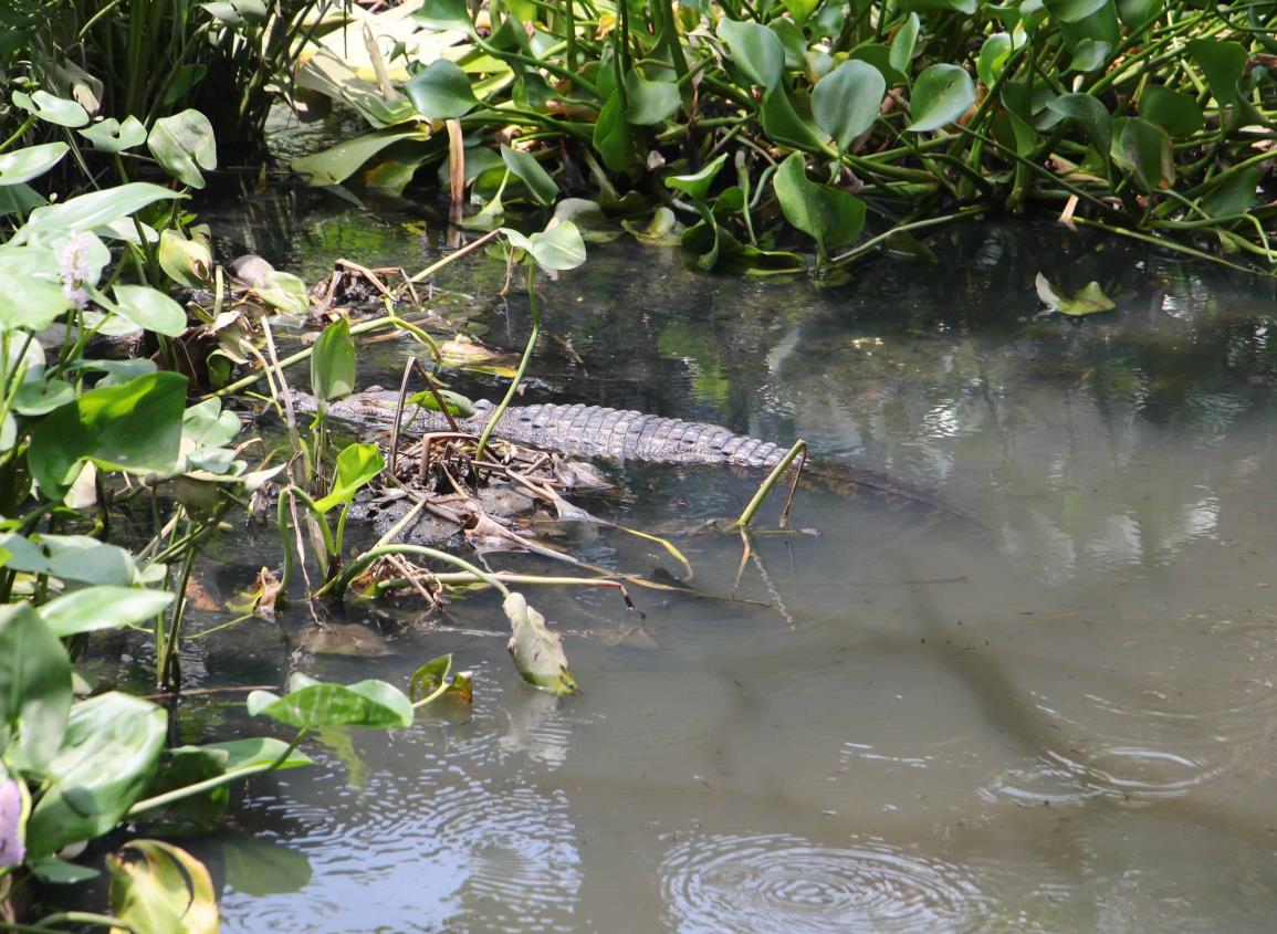 Cocodrilo vuelve sembrar temor en Coatzacoalcos ¿ahora en que colonia?