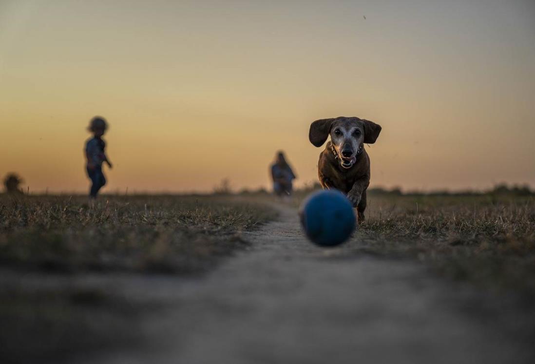 4 parques para pasear a tu lomito en Veracruz y Boca del Río | Ubicación