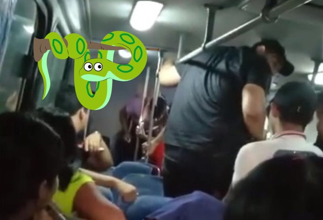 Pasajeros hallan una víbora a bordo de un camión urbano en Veracruz | VIDEO