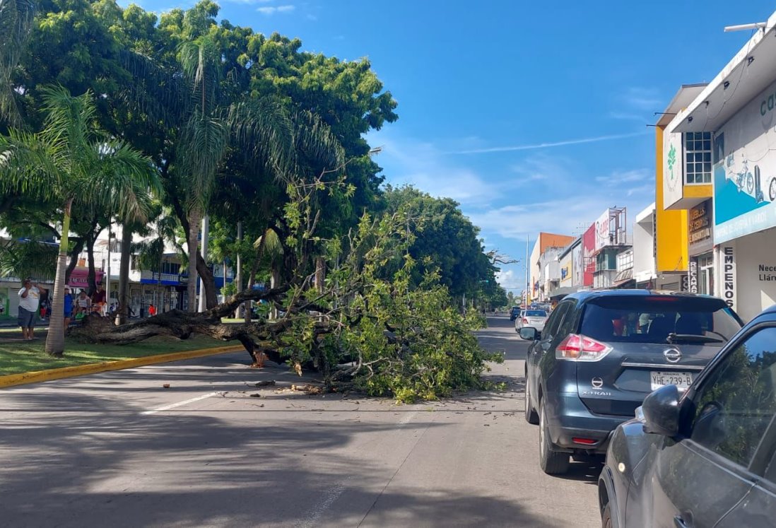 Caída de árbol en Díaz Mirón bloquea carriles y genera tráfico en el centro de Veracruz