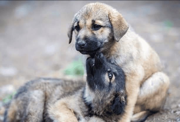 Habrá desfile de moda en beneficio a albergues para perros y gatos en Veracruz