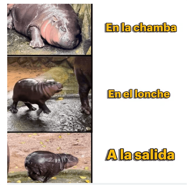 Los mejores memes de Moo Deng, el tierno hipopótamo bebé que se hizo VIRAL