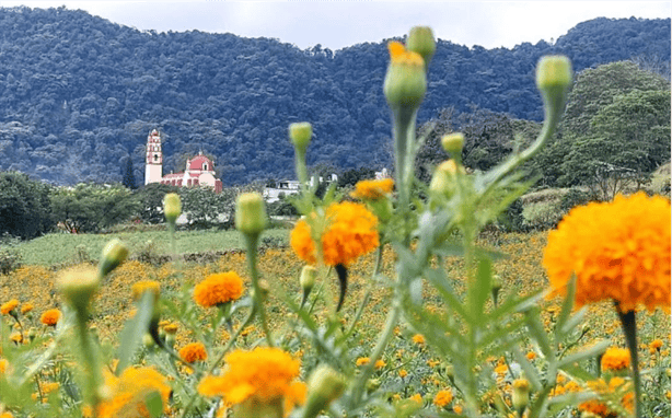 Realizarán tercer Festival del Cempasúchil en Coapan; checa el programa de actividades