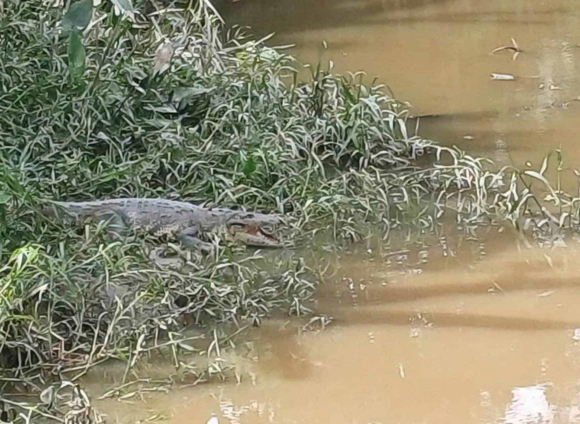 Vecinos de Cosoleacaque atemorizados por presencia de cocodrilos en canales de aguas negras