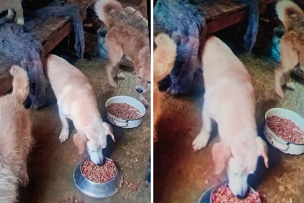 Paramédico de Boca del Río busca a su perrito desaparecido desde el 13 de septiembre