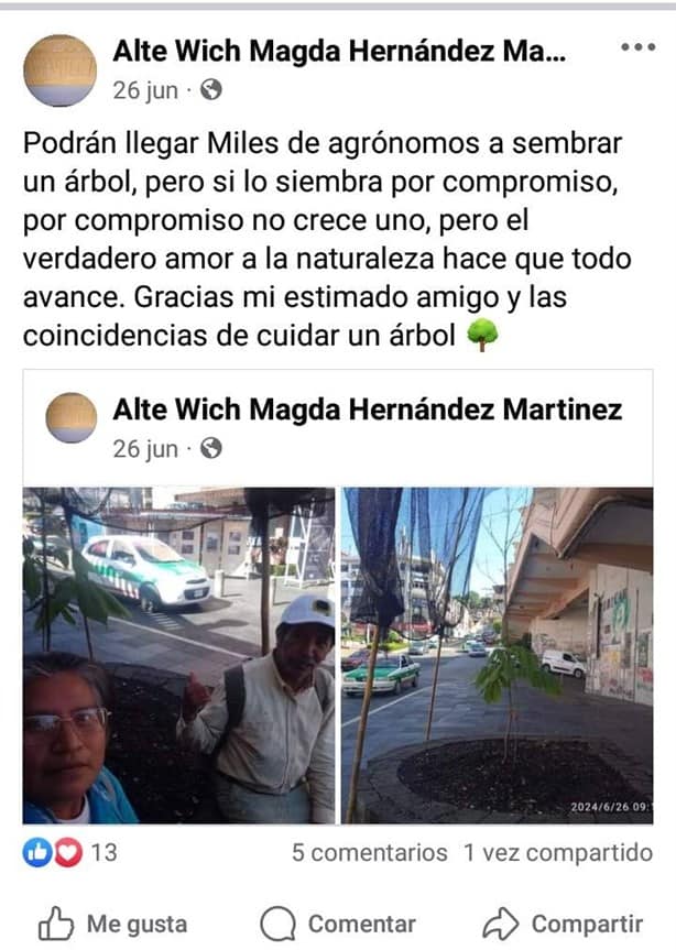 Árbol renace en Parque Juárez: ¡resistencia ambiental en Xalapa tiene raíces profundas!