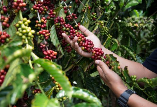 Fertilizantes entregados por Plan Nescafé aumentan la productividad de los caficultores
