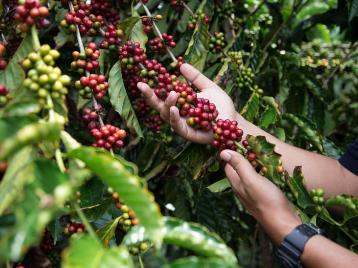 Fertilizantes entregados por Plan Nescafé aumentan la productividad de los caficultores