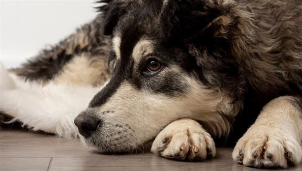 ¿Será amor? Esta es la verdadera razón por la que tu perro te lame