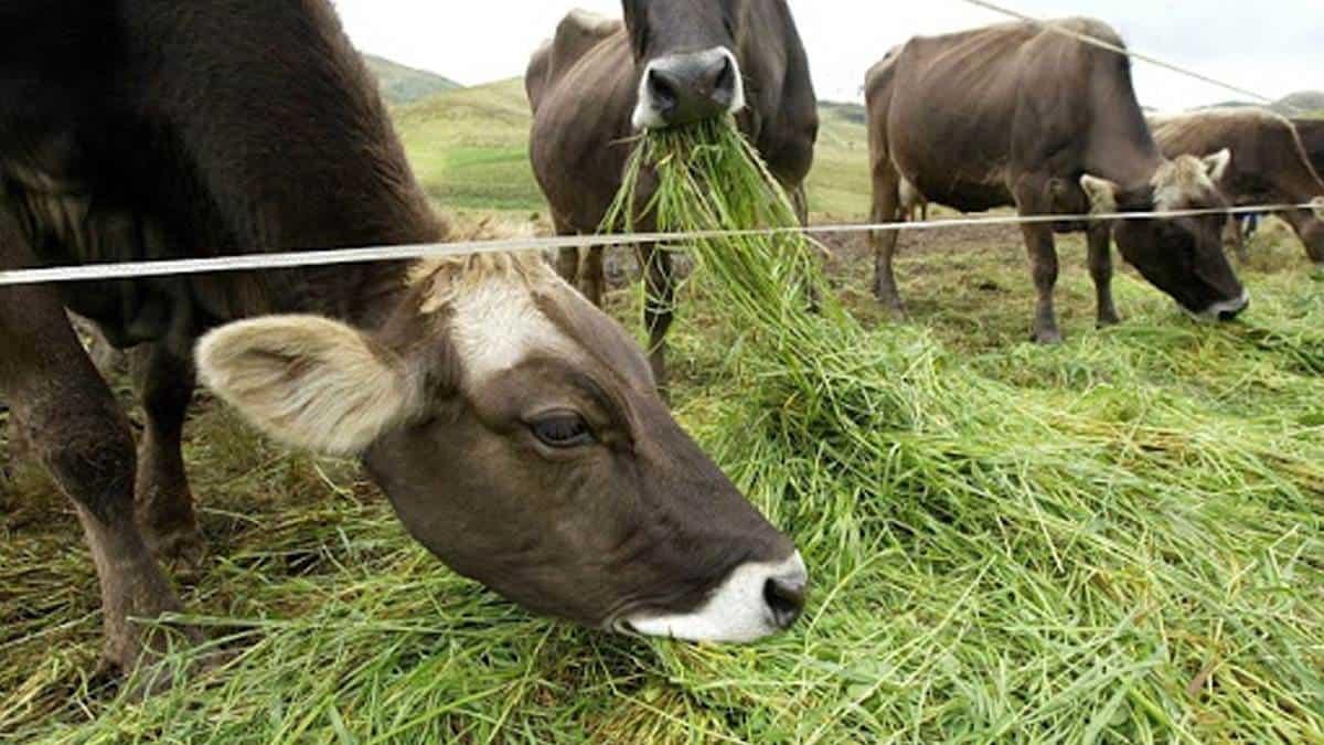 Crea INIFAP alimento especial para ganado para enfrentar la sequía en Veracruz