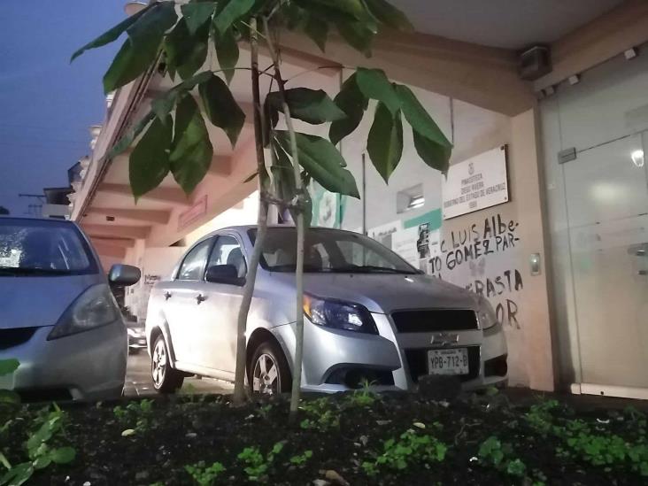 Árbol renace en Parque Juárez: ¡resistencia ambiental en Xalapa tiene raíces profundas!