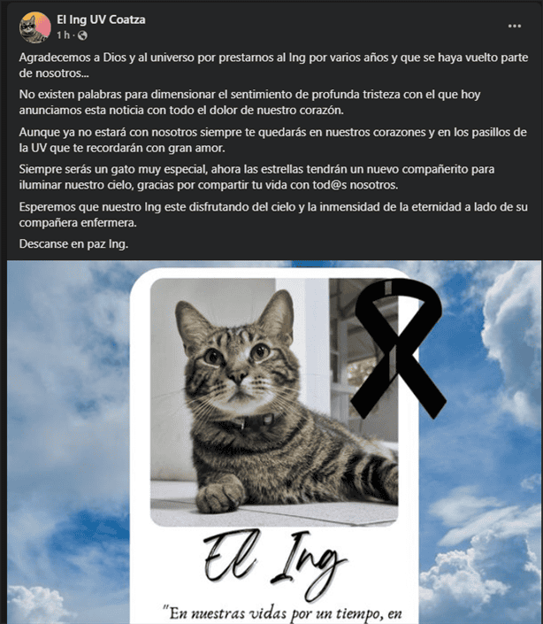 Muere "El Inge", el gato más popular de la UV Coatzacoalcos; exigen saber los motivos