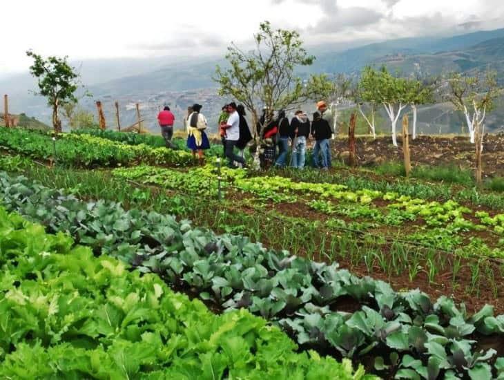 AGROECOLOGÍA EN ACCIÓN