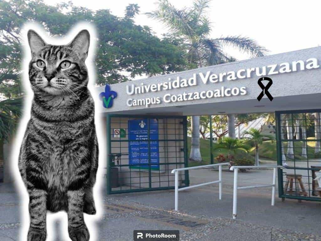 ¡Justicia para El Inge! Alumnos de la UV piden apoyo para determinar la causa de muerte del gatito