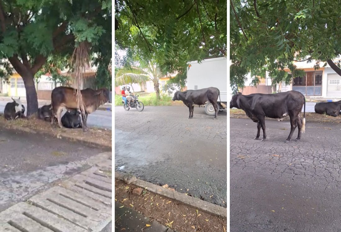 Alertan que vacas se adueñan de las calles en fraccionamiento Río Medio III, Veracruz