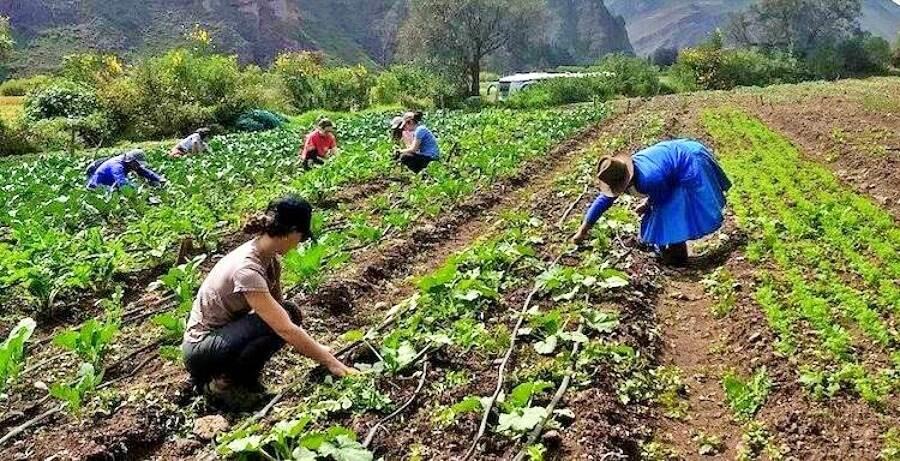 AGROECOLOGÍA EN ACCIÓN