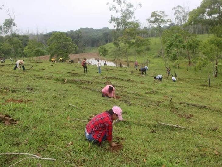 Siembran 550 árboles en Las Choapas con programa  “Fabriquemos Agua Reforestando”