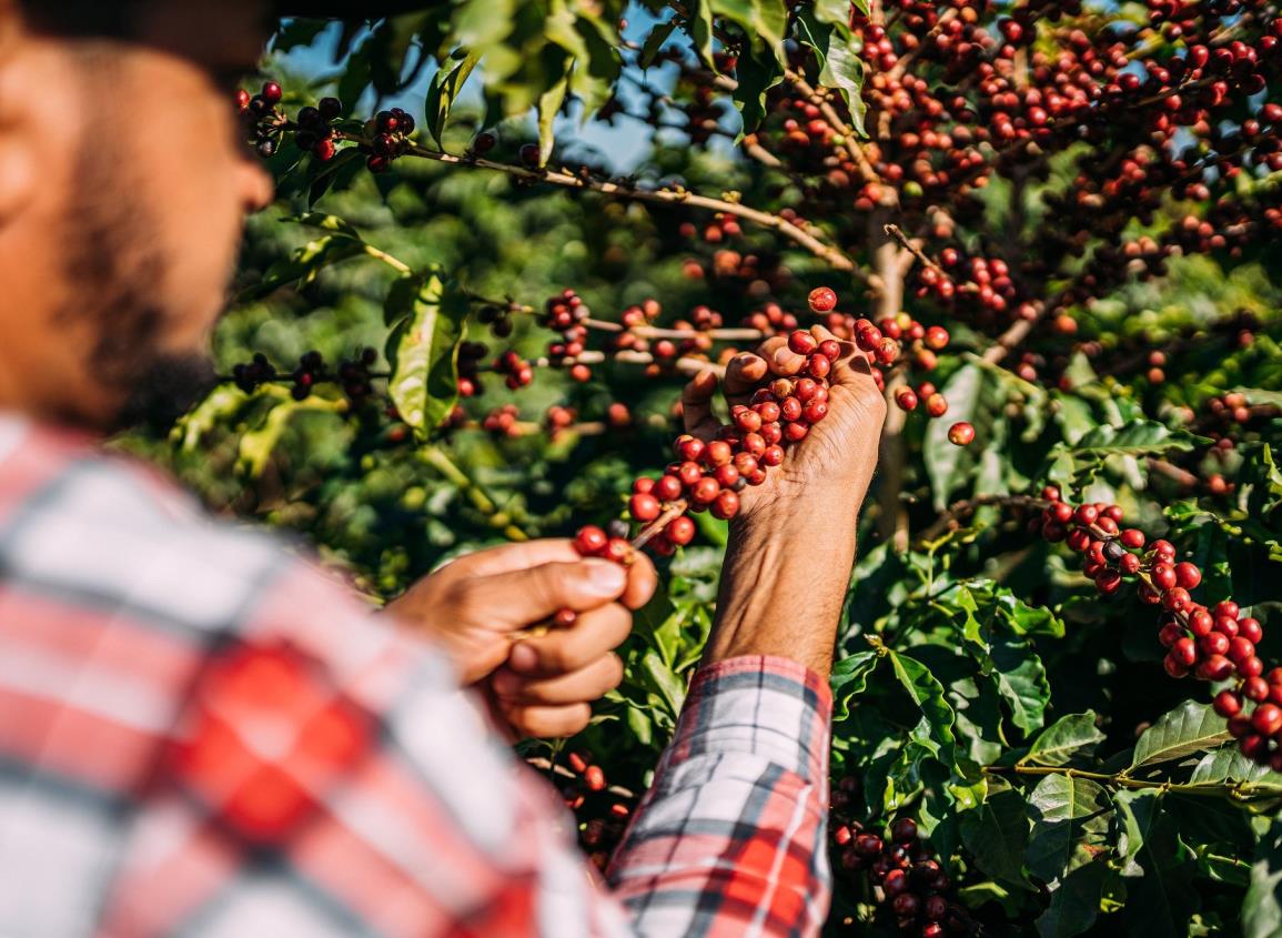 NESCAFÉ® y su compromiso con la industria cafetalera