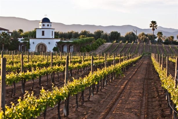 De esta forma Francia y México colaborarán para producir un mejor vino