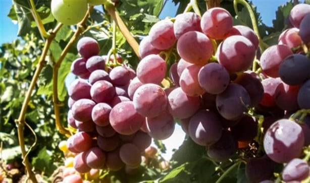 De esta forma Francia y México colaborarán para producir un mejor vino