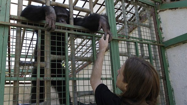 Conoce a Natalia, la chimpance que se tardó 7 meses en soltar el cuerpo de su cría muerta