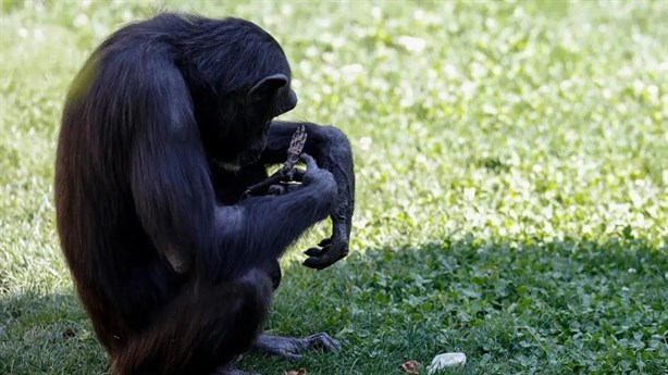 Conoce a Natalia, la chimpance que se tardó 7 meses en soltar el cuerpo de su cría muerta