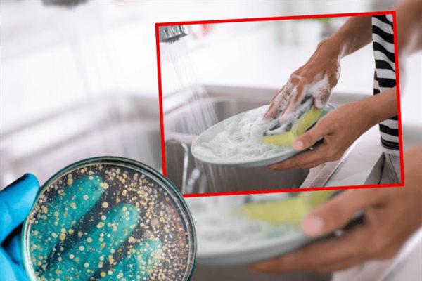 ¿Cómo desinfectar una esponja para trastes?, esta es la forma correcta según la ciencia 