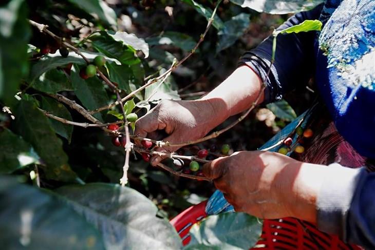 Corte de café 2024, un renacer en la Sierra de Misantla