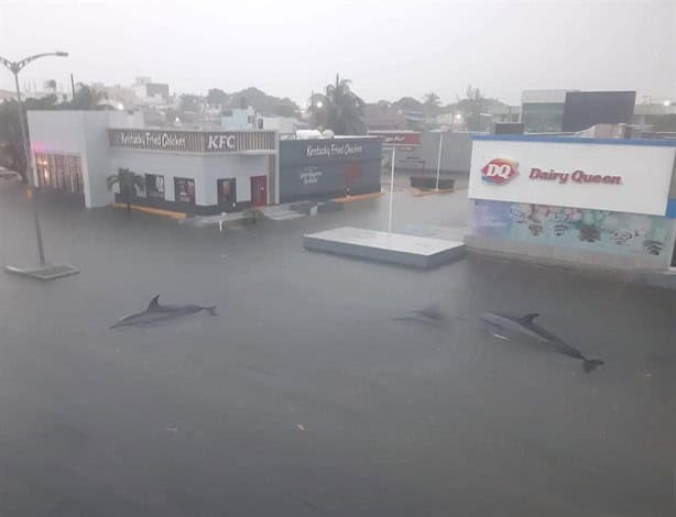 Se viralizan memes tras fuertes lluvias en Coatzacoalcos | Fotos