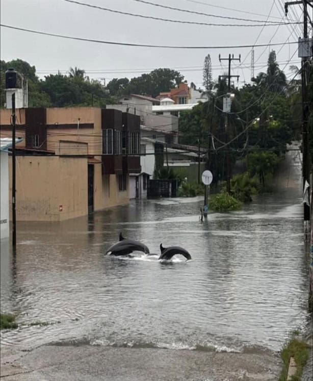 Se viralizan memes tras fuertes lluvias en Coatzacoalcos | Fotos