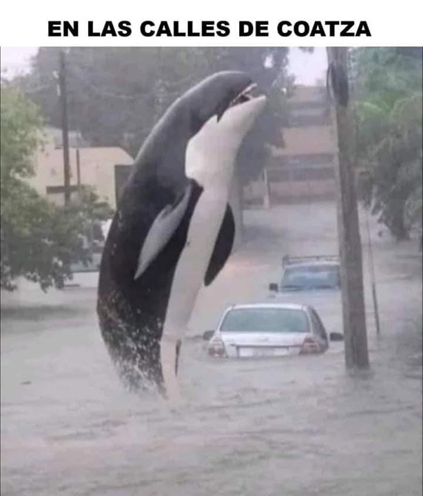 Se viralizan memes tras fuertes lluvias en Coatzacoalcos | Fotos