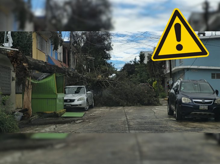 Fuerte viento derriba árbol en la colonia Obrero Campesina en Xalapa