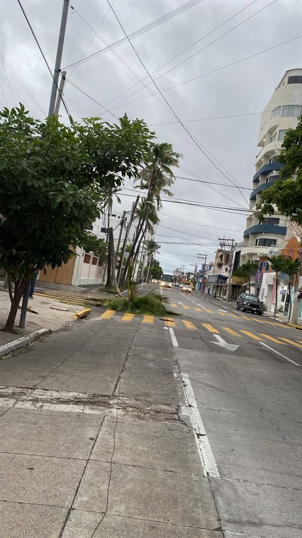 Árboles y cables de telefonía caídos dejan los fuertes vientos del norte en Veracruz