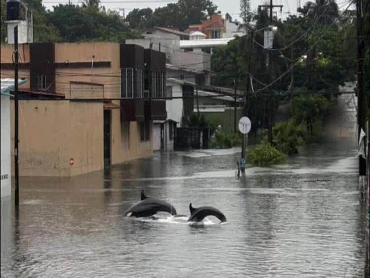 Se viralizan memes tras fuertes lluvias en Coatzacoalcos | Fotos