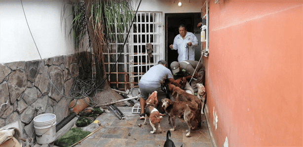 Rescatan a hombre que vivía hacinado con 30 perros en Geovillas Los Pinos