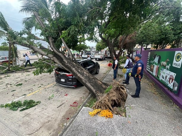 Madre de familia pierde su camioneta tras caída de árbol en avenida Urano de Veracruz