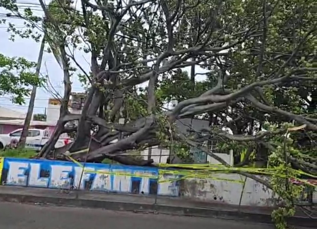 Este es el saldo que dejó el viento de norte en Veracruz y Boca del Río