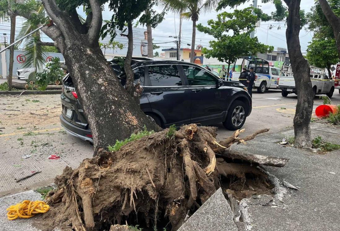 Madre de familia pierde su camioneta tras caída de árbol en avenida Urano de Veracruz